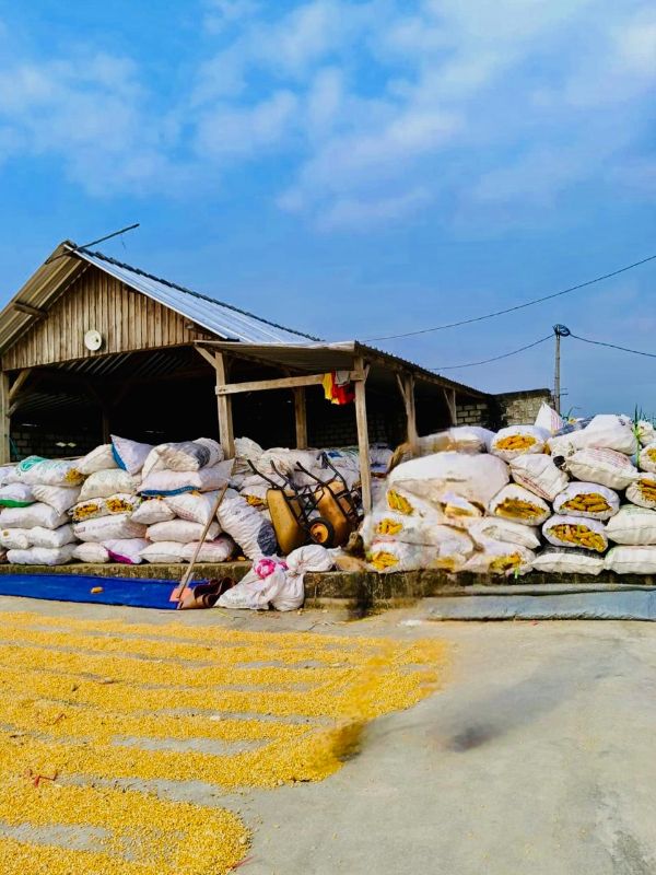 Thumbnail [F28-61] 1463 - Pembiayaan Modal Kerja Trading Jagung