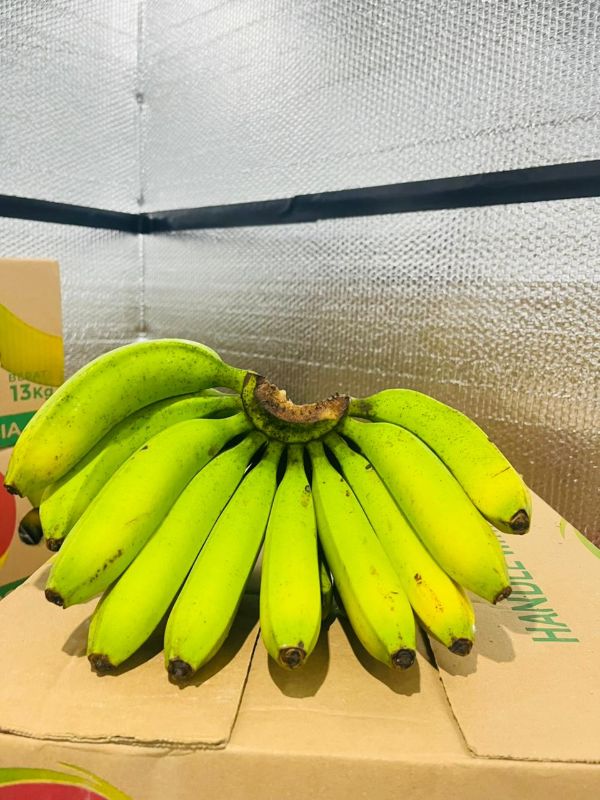 Thumbnail [F42-3] 1469 - Pembiayaan Modal Kerja Trading Pisang Cavendish