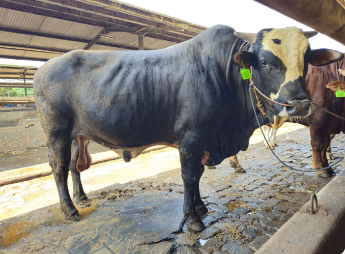 Thumbnail [F69-146] 1364 - Pembiayaan Modal Kerja Peternakan Kambing dan Sapi